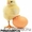 Цыплята,  индюшата,  утята,  гусята,  цесарята #1595514