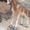Скульптура горного козла(Архар) из металла. - Изображение #2, Объявление #1654067