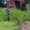 Покос травы, Краснодар - Изображение #2, Объявление #1657290