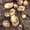 Качественный семенной и продовольственный картофель - Изображение #2, Объявление #1674325