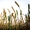 Семена озимой пшеницы Алексеич,  Ахмат,  Безостая-100,  Гром #1714471