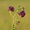 Семена люцерны Манычская,  Багира #1716051