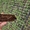 Сеянцы ели/сосны (ЗКС) для лесовосстановления - Изображение #3, Объявление #1738523