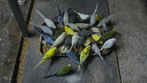 попугаи волнистые продажа - Изображение #1, Объявление #145076