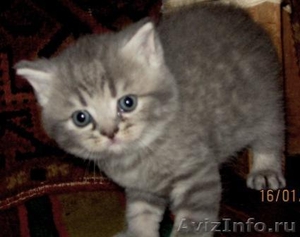 чудо-котята окрас Вискас от родителей чемпионов - Изображение #6, Объявление #154679