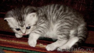 чудо-котята окрас Вискас от родителей чемпионов - Изображение #7, Объявление #154679