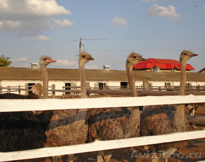 продажа черных африканских страусов - Изображение #1, Объявление #213148
