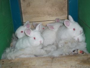 Продам чистопородных кроликов - Изображение #1, Объявление #225454