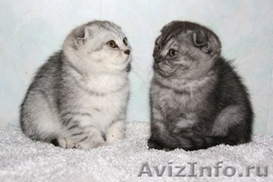 шотландские вислоухие, британские  котята из питомника - Изображение #2, Объявление #221649