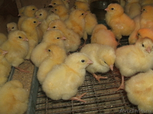 Цыплята суточные и подрощенные кросса "Хайсекс Браун" (куры-несушки). - Изображение #2, Объявление #222444