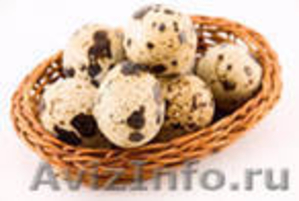 Продам яйцо перепелиное ,тушки перепелов - Изображение #1, Объявление #243085