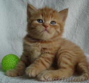 Чистокровные британские к/ш котята - Изображение #1, Объявление #234636
