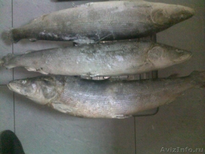 Продаю оптом деликатесную северную рыбу НЕЛЬМУ - Изображение #1, Объявление #267372