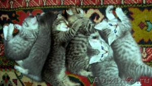 чудо-котята из рекламы ВИСКАС - Изображение #9, Объявление #273991