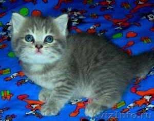 чудо-котята из рекламы ВИСКАС - Изображение #1, Объявление #273991