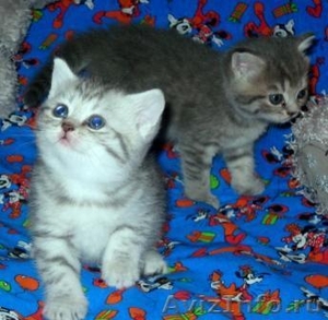 чудо-котята из рекламы ВИСКАС - Изображение #3, Объявление #273991