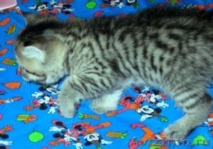 чудо-котята из рекламы ВИСКАС - Изображение #6, Объявление #273991