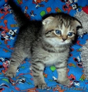 чудо-котята из рекламы ВИСКАС - Изображение #7, Объявление #273991
