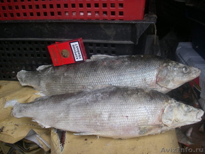 Продаю оптом деликатесную северную рыбу НЕЛЬМУ - Изображение #2, Объявление #267372