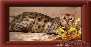 Развязанный бенгальский кот - Изображение #1, Объявление #304971