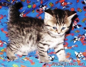 Элитные британские котята оокрас ВИСКАС из питомника - Изображение #8, Объявление #285580