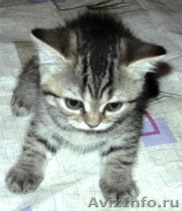 Элитные британские котята оокрас ВИСКАС из питомника - Изображение #2, Объявление #285580