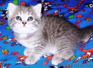 Элитные британские котята оокрас ВИСКАС из питомника - Изображение #3, Объявление #285580