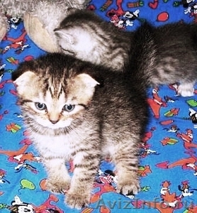 Элитные британские котята оокрас ВИСКАС из питомника - Изображение #4, Объявление #285580