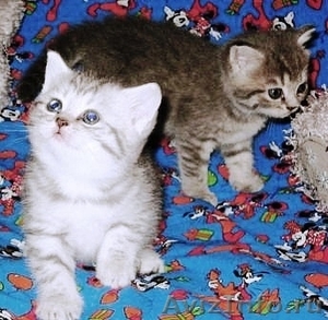Элитные британские котята оокрас ВИСКАС из питомника - Изображение #5, Объявление #285580