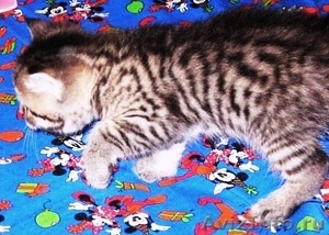 Элитные британские котята оокрас ВИСКАС из питомника - Изображение #6, Объявление #285580
