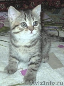 Элитные британские котята оокрас ВИСКАС из питомника - Изображение #9, Объявление #285580