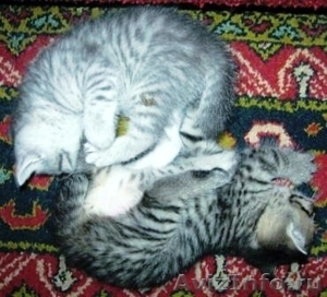 Элитные британские котята оокрас ВИСКАС из питомника - Изображение #7, Объявление #285580