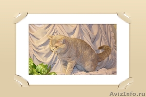 «SILVER TOY*RU»предлагает кота чемпиона на вязку  - Изображение #3, Объявление #300681