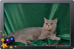«SILVER TOY*RU»предлагает кота чемпиона на вязку  - Изображение #1, Объявление #300681