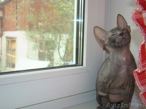 Котята донского сфинкса-голыши. - Изображение #4, Объявление #290097