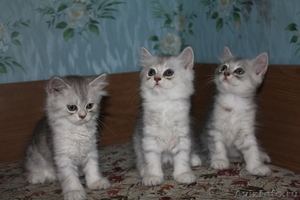 котята персидской шиншиллы - Изображение #1, Объявление #336069