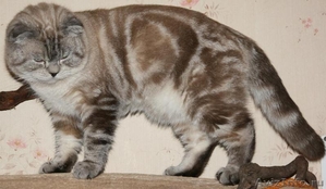 шотландские вислоухие, британские  котята из питомника - Изображение #5, Объявление #221649