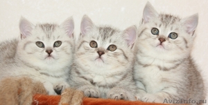 шотландские вислоухие, британские  котята из питомника - Изображение #6, Объявление #221649