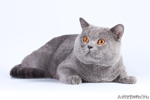 Вязка британского кота - Изображение #1, Объявление #338644