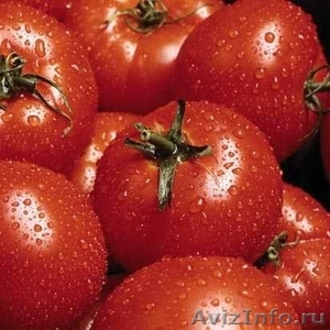 продам томат пасту - Изображение #1, Объявление #367058