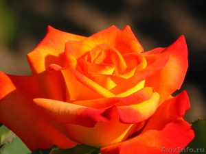 Розы саженцы голландские сорта - Изображение #3, Объявление #393177