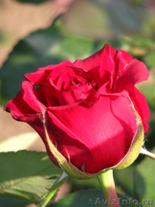 Розы саженцы голландские сорта - Изображение #4, Объявление #393177