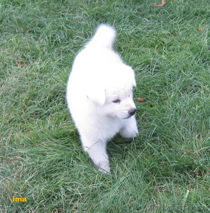 Эксклюзивное предложение щенок акита ину редкого белого окраса - Изображение #1, Объявление #375453