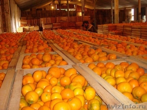 Продажа мандарин хурмы в Абхазии и Адлере - Изображение #1, Объявление #404791