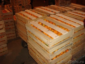 Продажа мандарин хурмы в Абхазии и Адлере - Изображение #2, Объявление #404791