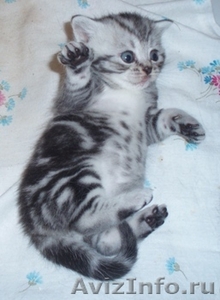 Британские котята мраморного окраса, из питомника Muar*RU (FIFe). - Изображение #5, Объявление #415424