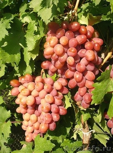 Саженцы столовых сортов винограда - Изображение #1, Объявление #398298