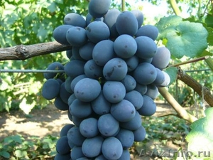 Саженцы столовых сортов винограда - Изображение #3, Объявление #398298
