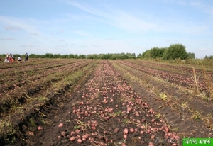 Качественный семенной картофель.ранние сорта-2репр - Изображение #2, Объявление #453641