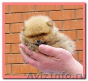 Померанского шпица щенки из "Краса Кубани" Краснодар - Изображение #1, Объявление #449098